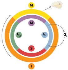 El ciclo celular y la mitosis. - Grado 3 - Quizizz