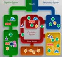 metabolism - Grade 6 - Quizizz