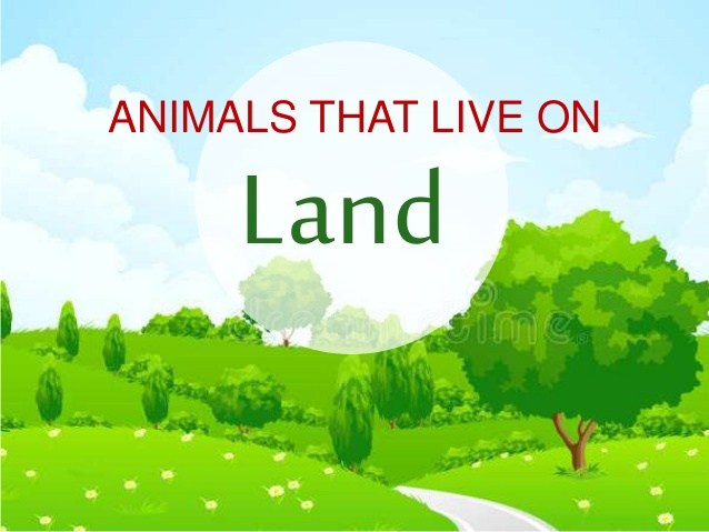 Land Habitat | 85 Plays | Quizizz