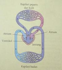 peradaban indus - Kelas 3 - Kuis