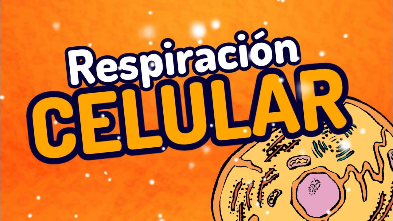 respiración celular Tarjetas didácticas - Quizizz