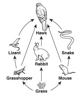 1_Labeling Food Webs | Quizizz