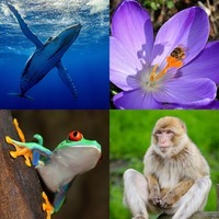 biodiversity and conservation - Class 9 - Quizizz