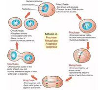 mitosis - Grado 5 - Quizizz