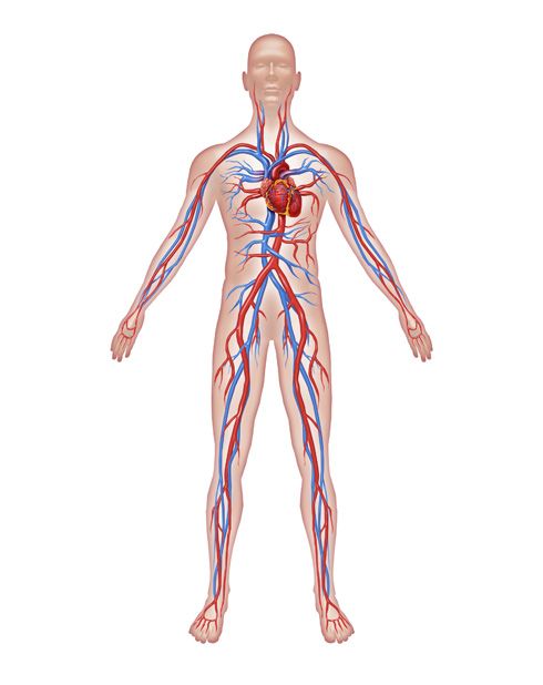 los sistemas circulatorio y respiratorio - Grado 4 - Quizizz