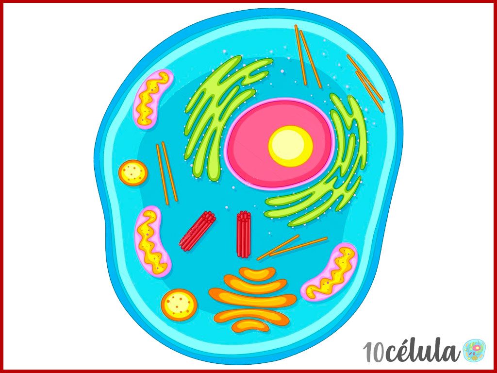 célula vegetal y animal - Grado 9 - Quizizz