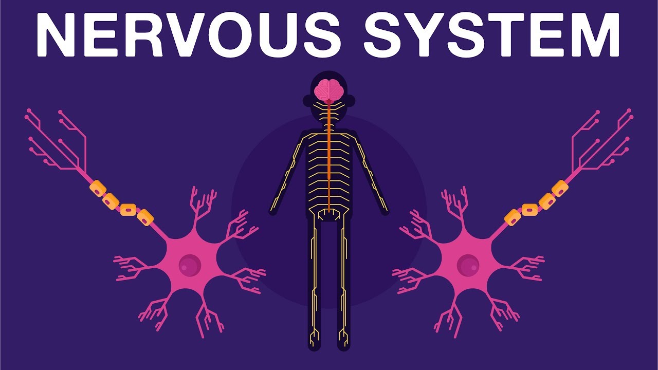 the nervous and endocrine systems Flashcards - Quizizz