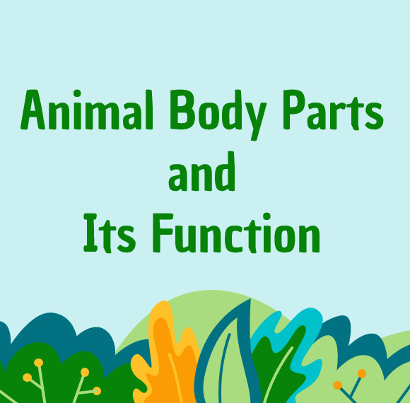 Animal Body Parts and Its Function | Quizizz