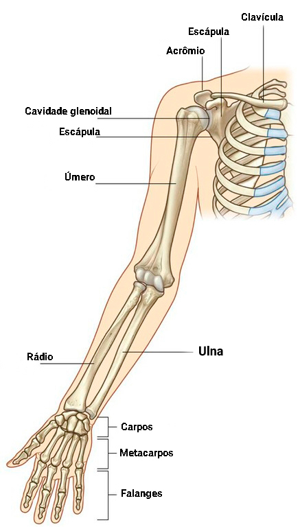 Anatomia do úmero Quiz