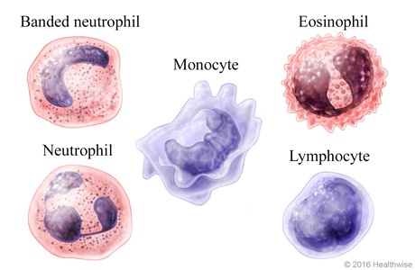 Steele A&P Leukocytes, Plasma, & Thrombocytes Quiz - Quizizz