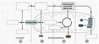 Karty anatomii - Klasa 10 - Quiz