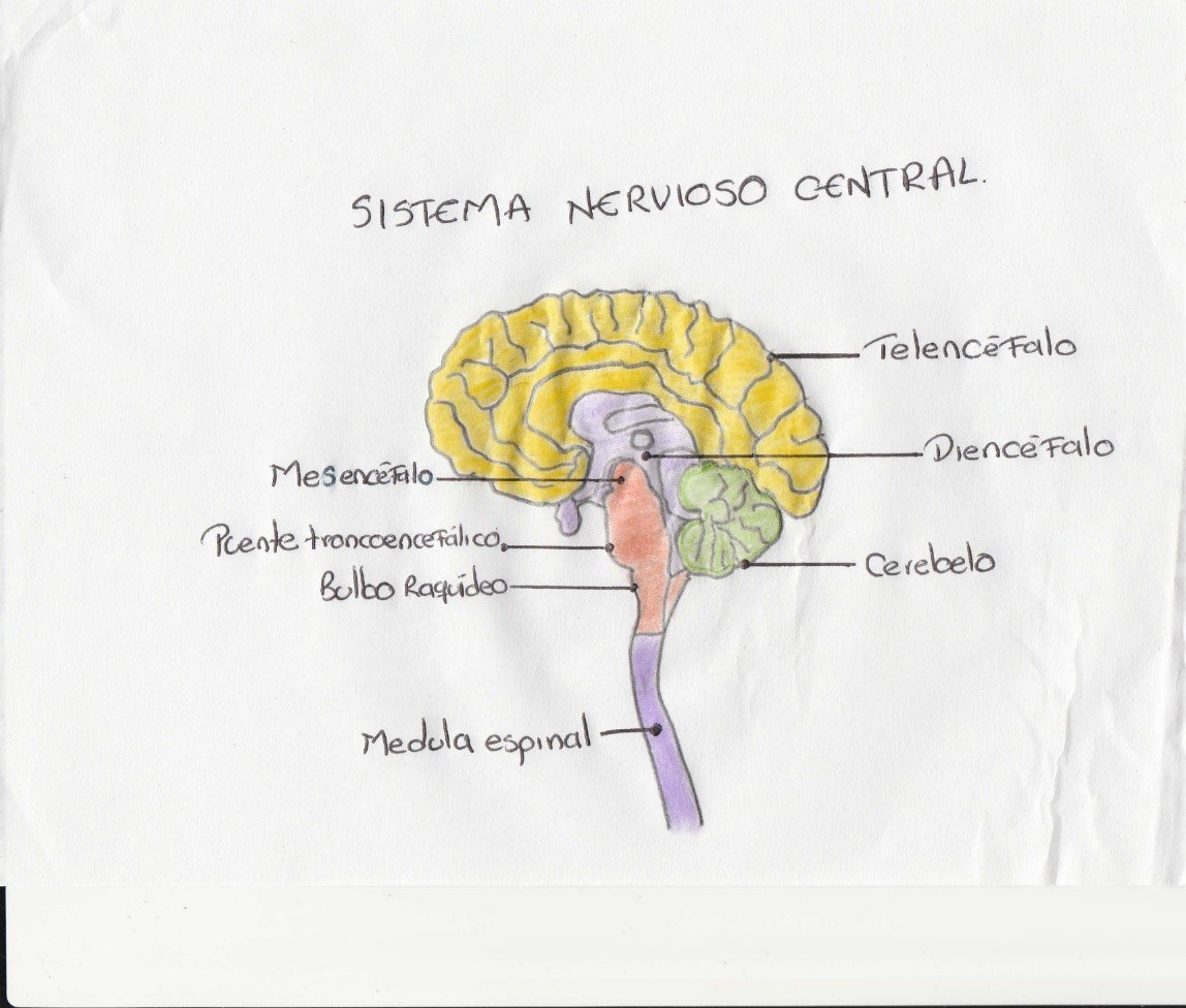 os sistemas nervoso e endócrino Flashcards - Questionário