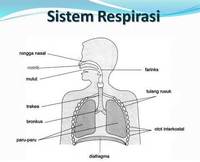 respirasi seluler - Kelas 7 - Kuis