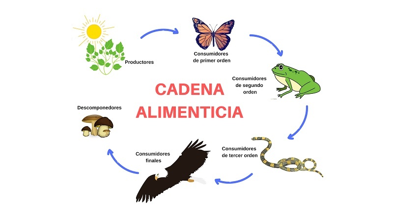 cadeia alimentar - Série 5 - Questionário