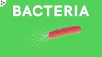 bacterias y arqueas - Grado 7 - Quizizz