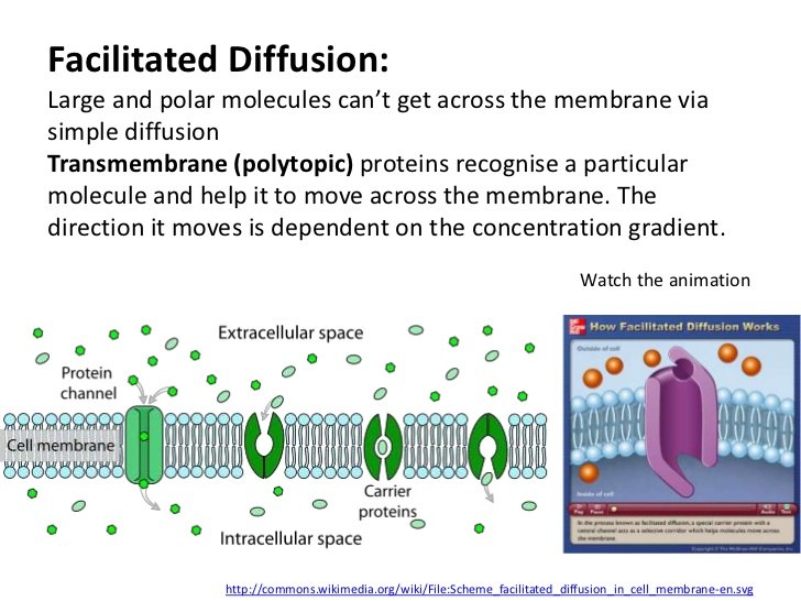 facilitated diffusion animation