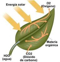 Biología - Grado 12 - Quizizz