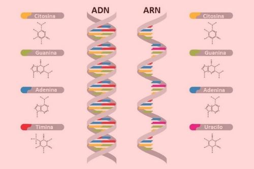 estructura y replicación del adn Tarjetas didácticas - Quizizz