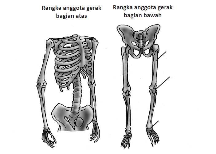 Sistem Gerak Pada Manusia Biology Quizizz