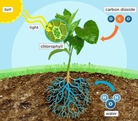 photosynthesis - Class 7 - Quizizz