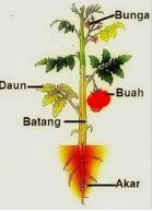 bagian-bagian tumbuhan dan fungsinya - Kelas 8 - Kuis