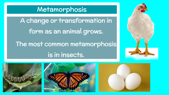 Metamorphosis | Science - Quizizz