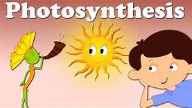 photosynthesis Flashcards - Quizizz