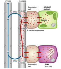 8.3 Transport in plants - Pressure Flow Hypothesis