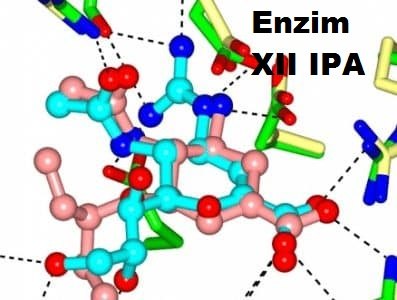 Enzim Biology Quiz Quizizz