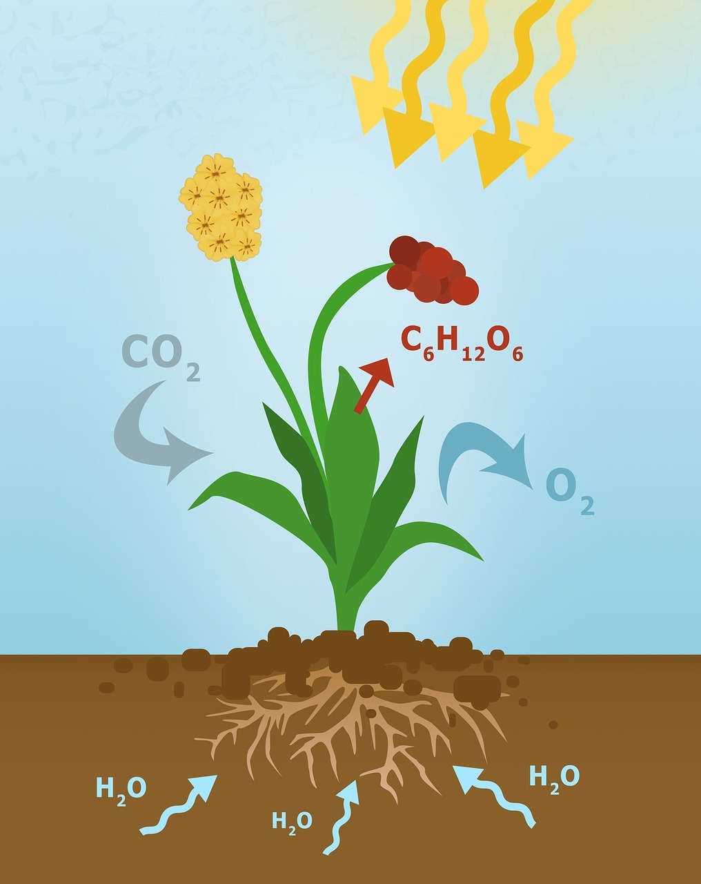 Photosynthesis | Science - Quizizz