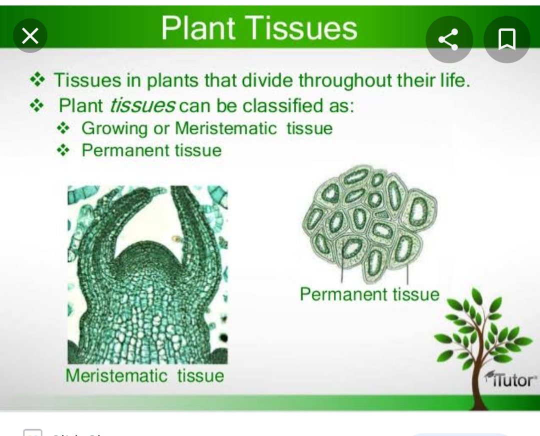 Class 9th Plant tissues | 359 plays | Quizizz