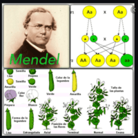 genética - Grado 11 - Quizizz