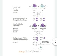 genetyka, słownictwo, genotyp i fenotyp - Klasa 3 - Quiz