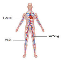 the circulatory and respiratory systems - Class 1 - Quizizz