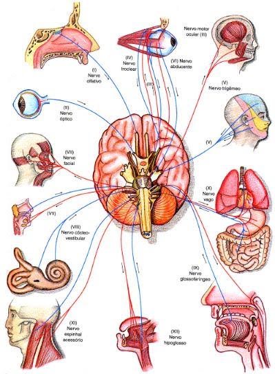 los sistemas nervioso y endocrino - Grado 9 - Quizizz