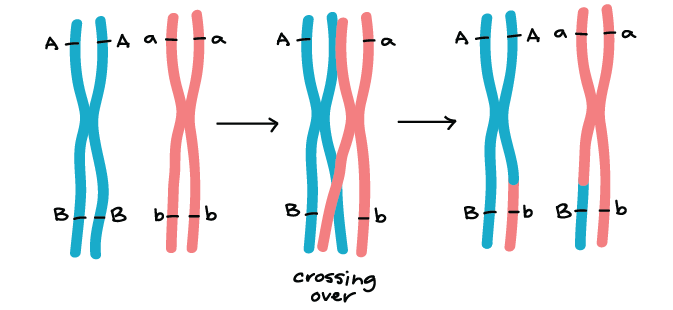 Crossing Over/Nondisjunction | Biology Quiz - Quizizz