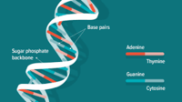 Amino Acids Flashcards - Quizizz