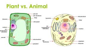 Cell Organelles and Functions | Science - Quizizz