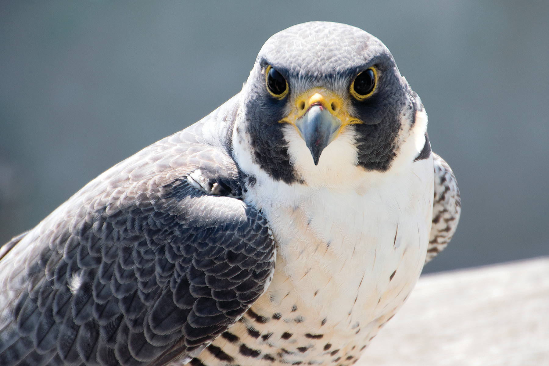 Peregrine Falcons Other Quiz Quizizz