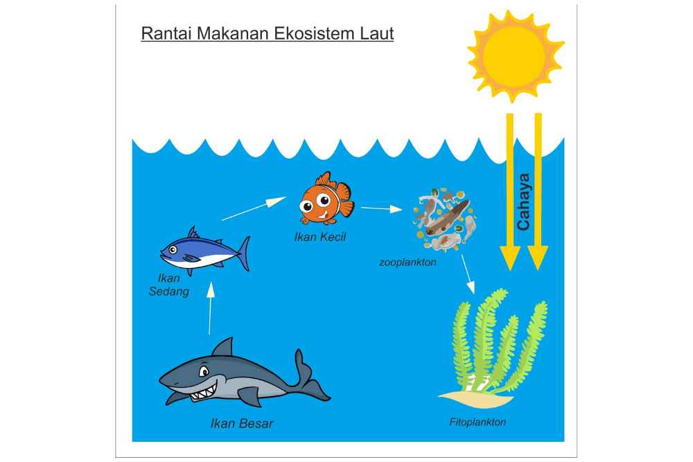 aturan rantai - Kelas 6 - Kuis