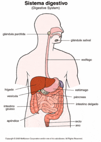 los sistemas digestivo y excretor - Grado 10 - Quizizz