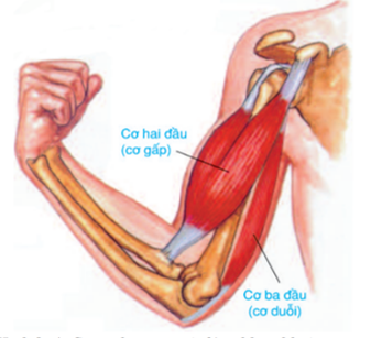 Kéo dài từ - Lớp 8 - Quizizz