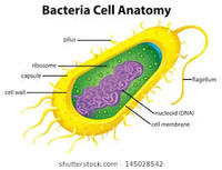bacteria and archaea - Class 7 - Quizizz