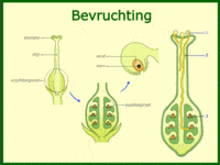 Voorkennis geslachtelijke voortplanting bij planten