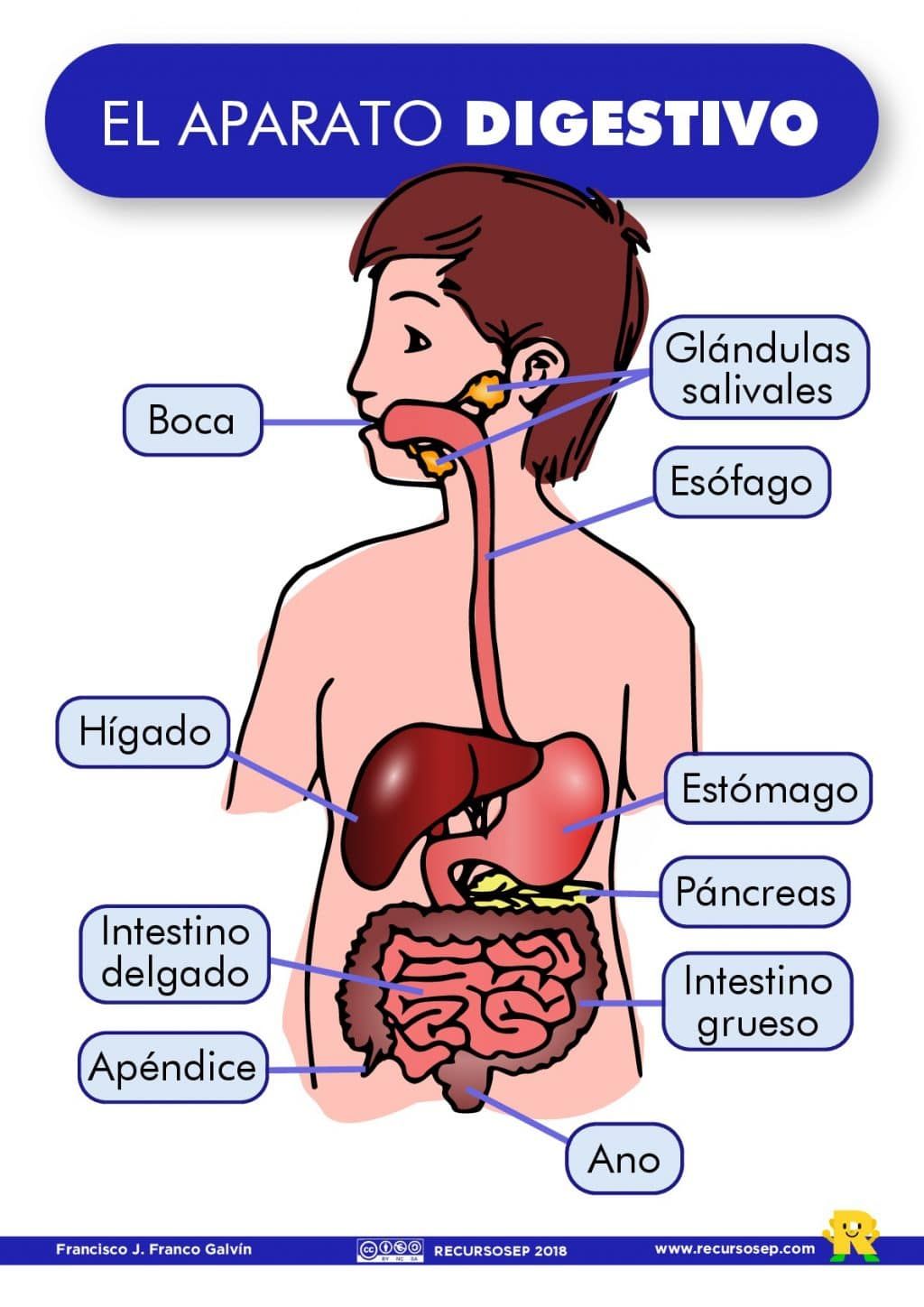 os sistemas digestivo e excretor Flashcards - Questionário