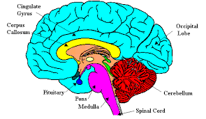 prep brain test quizizz