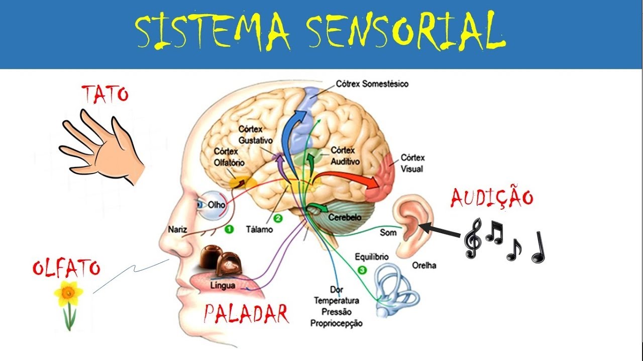 Palavras sensoriais - Série 8 - Questionário