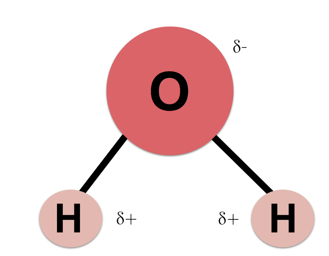 Structure of Water & Hydrogen Bonding