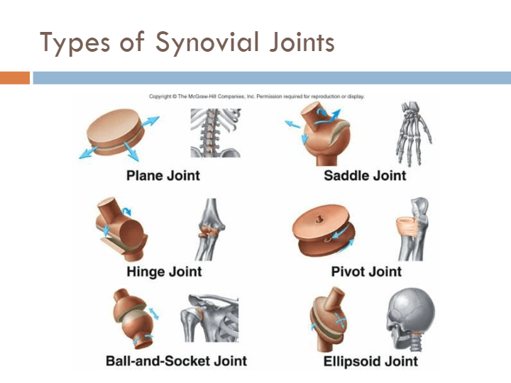 Joints And Articulations | Science - Quizizz