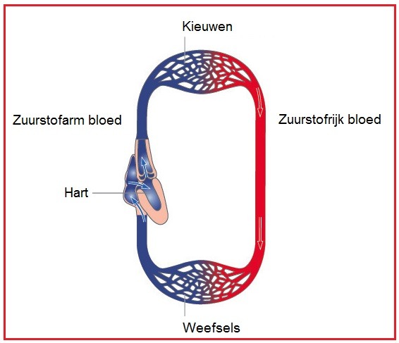 Bloedsomloop | Quizizz
